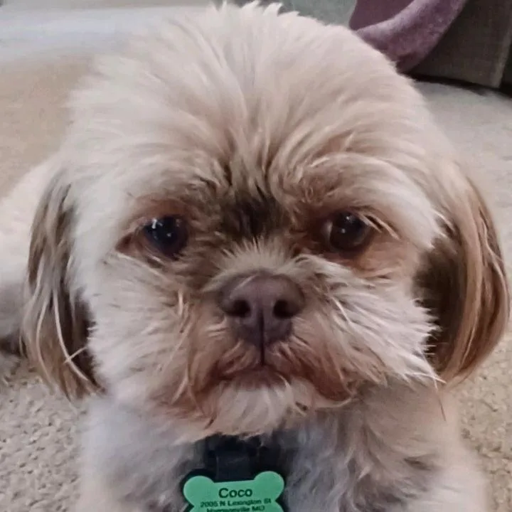 Coco thumbnail 3