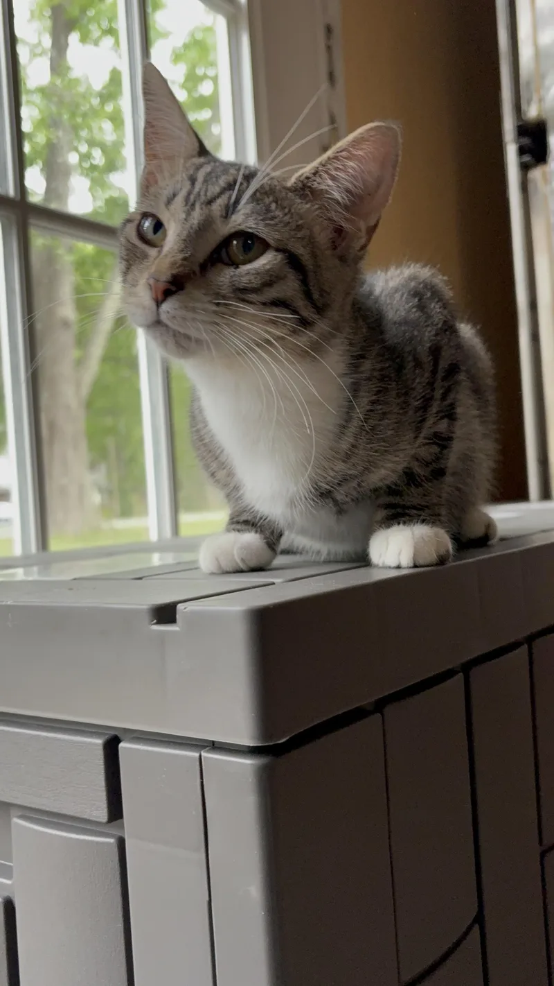 A baby medium-sized female Tabby (Buff / Tan / Fawn) Domestic Short Hair cat named Princess Q for adoption in Galloway, NJ