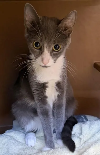 An adult large-sized female Domestic Short Hair cat named Lydia for adoption in Hamilton, NJ