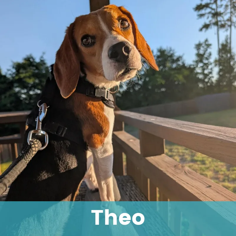 Theo thumbnail 2