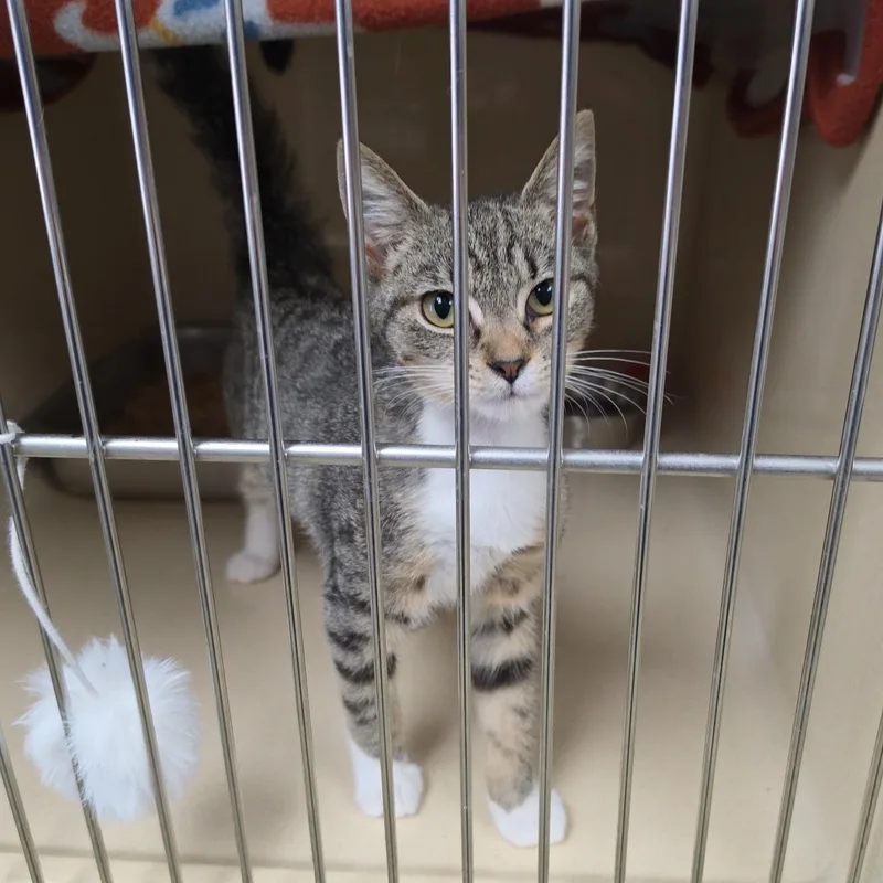 A baby medium-sized female Tabby (Gray / Blue / Silver) Tabby cat named Ms Pickels for adoption in Clarksville, VA