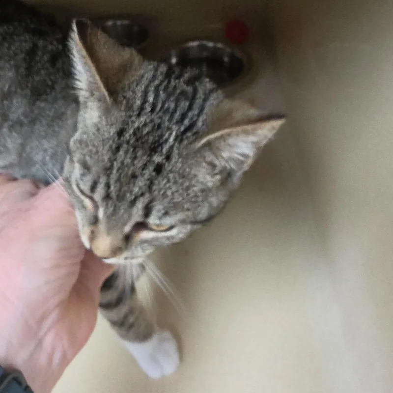 Ms Pickels thumbnail 2