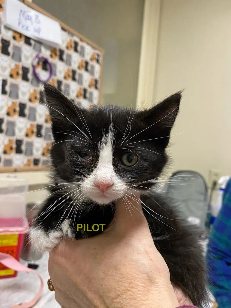 A baby small-sized male Domestic Medium Hair cat named Pilot for adoption in Plattsburgh, NY