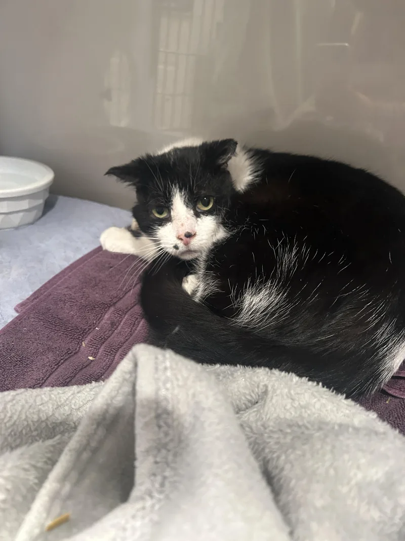 Pointdexter thumbnail 2