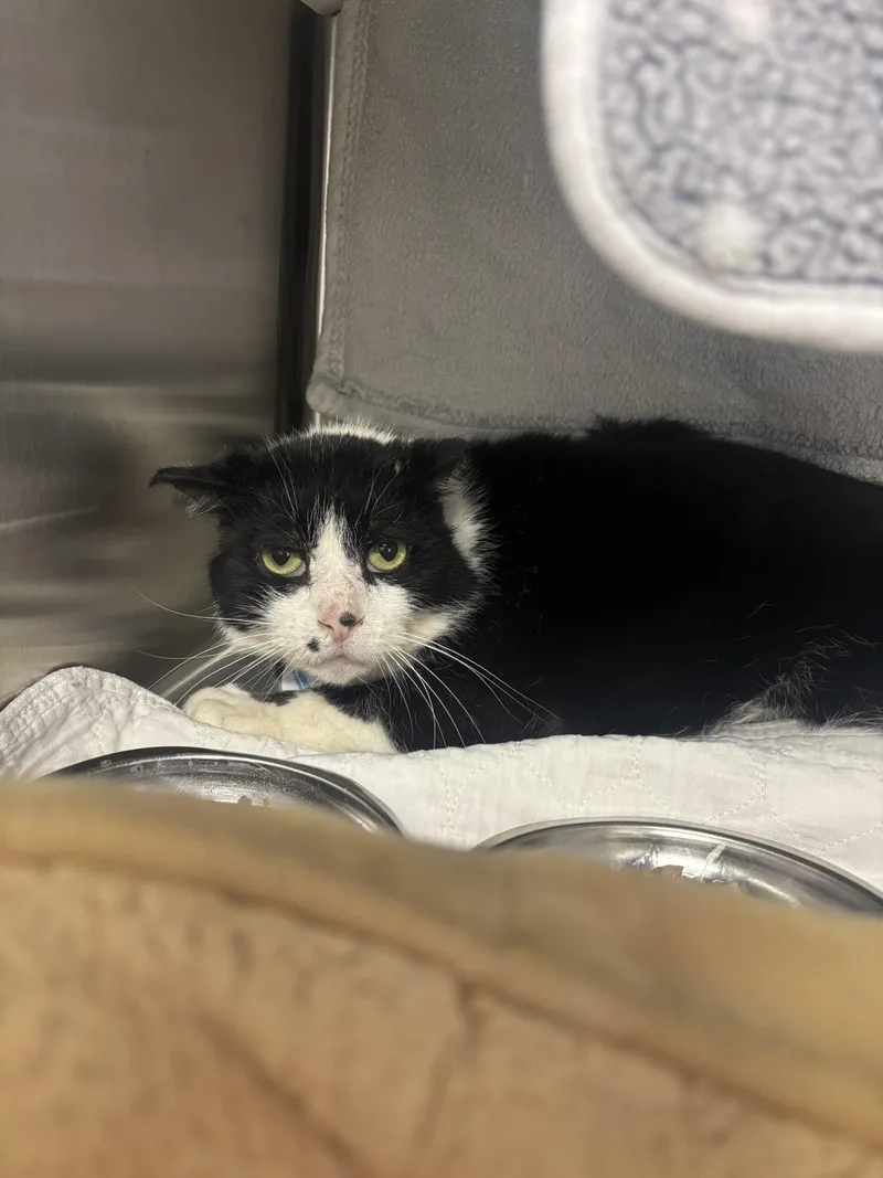 Pointdexter thumbnail 4