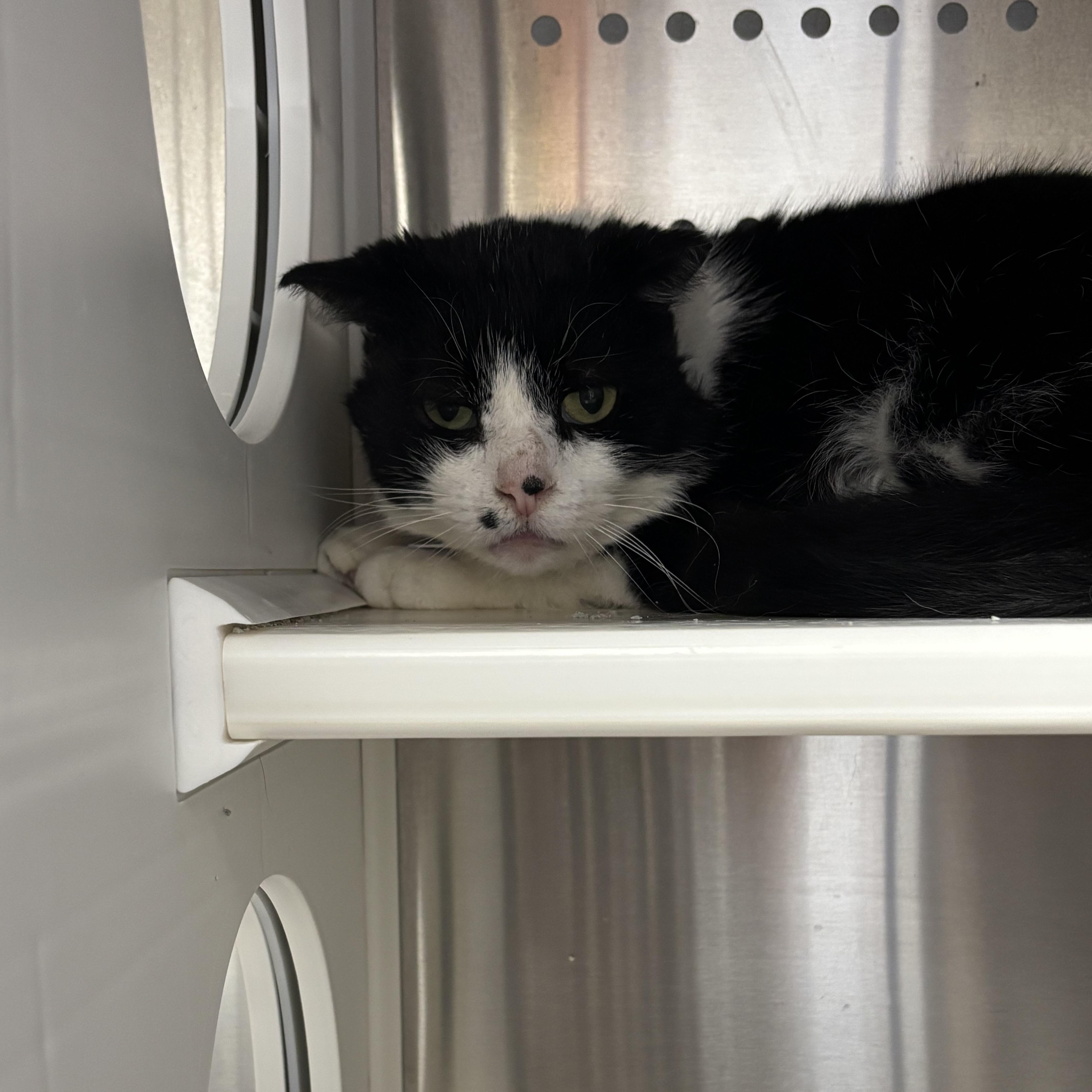 Pointdexter thumbnail 5