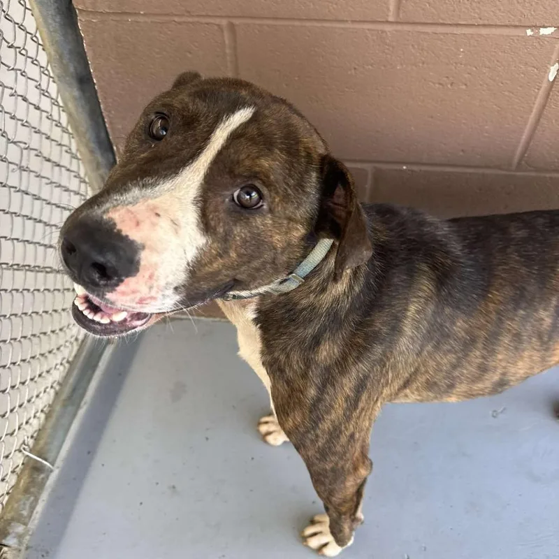 An adult medium-sized male Brindle Bull Terrier dog named Tigger for adoption in Rocky Mount, VA