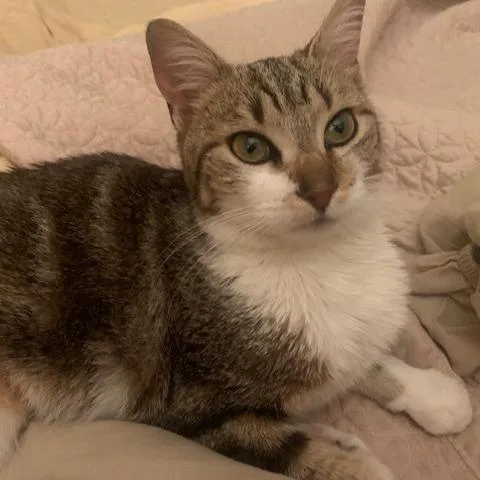 An adult small-sized female Tabby (Brown / Chocolate) Domestic Short Hair cat named Galaxy for adoption in Evanston, IL