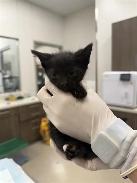 A baby small-sized female Domestic Short Hair cat named Seraphina for adoption in Baytown, TX