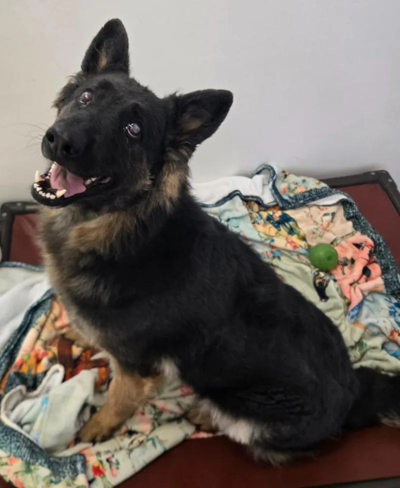 An adult large-sized female German Shepherd Dog dog named Luna for adoption in Viroqua, WI