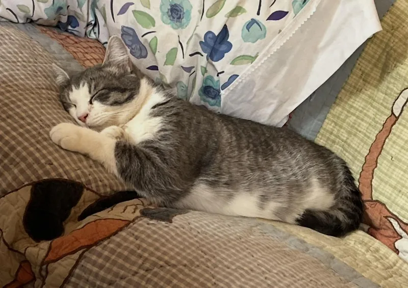 An adult large-sized male Tabby (Gray / Blue / Silver) Domestic Short Hair cat named Smokey for adoption in Mount Airy, MD