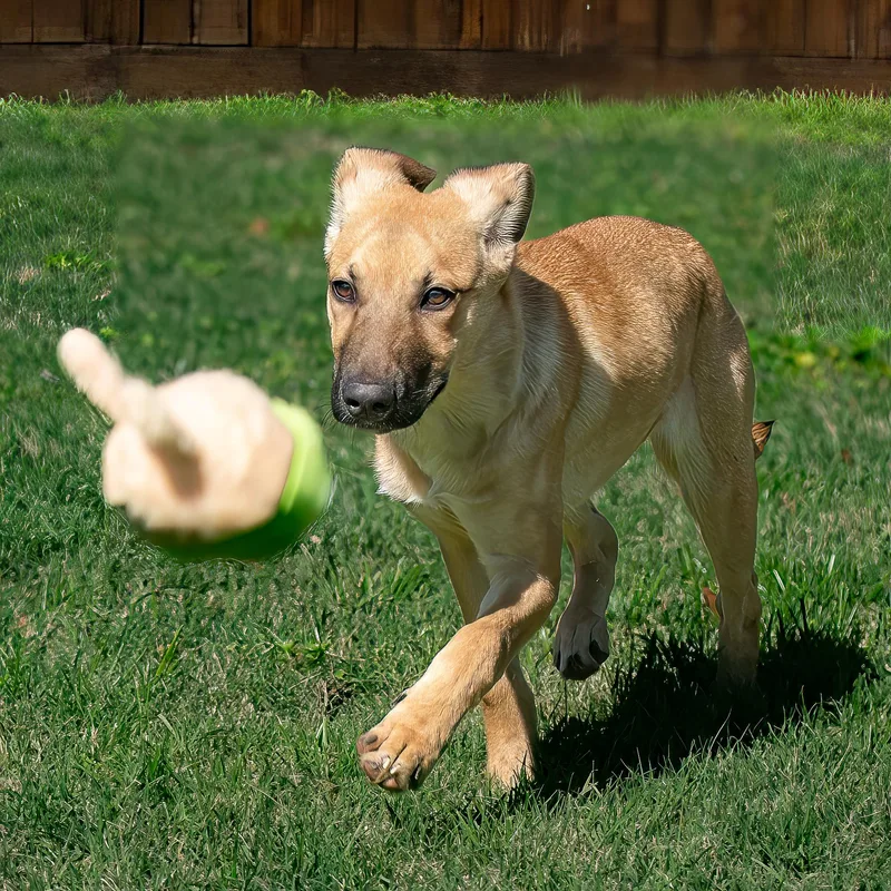 A young medium-sized female Labrador Retriever dog named Zima for adoption in Tomball, TX
