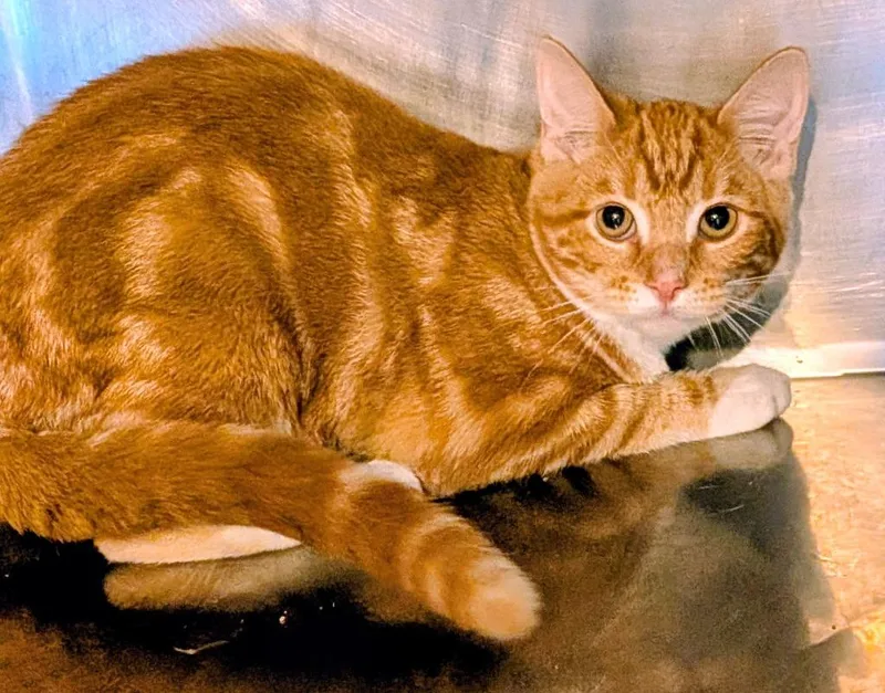 A baby small-sized male Domestic Short Hair cat named Astro for adoption in St. Augustine, FL
