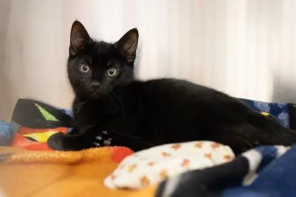 A baby small-sized male Domestic Short Hair cat named Ilya for adoption in Ringoes, NJ