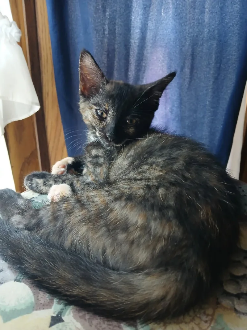 A baby medium-sized female Tortoiseshell Domestic Short Hair cat named Callie for adoption in Kenhorst, PA