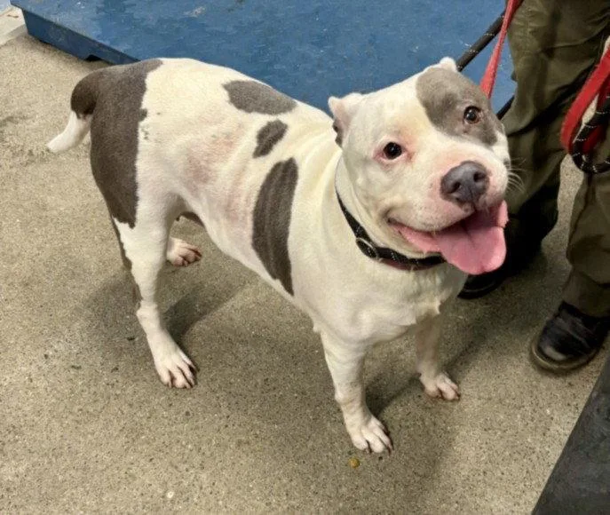 An adult medium-sized female Pit Bull Terrier dog named Shasta for adoption in Woodland, CA