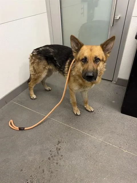 A young large-sized male German Shepherd Dog dog named Baxter for adoption in Mesa, AZ