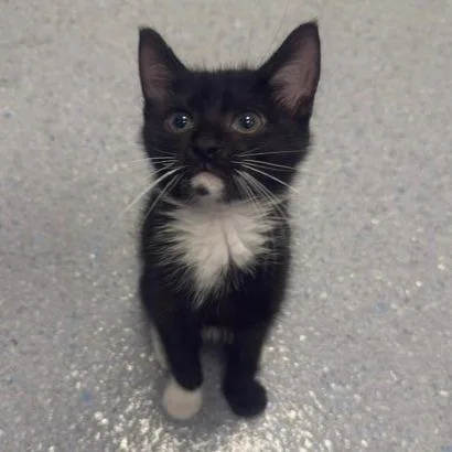 A baby small-sized male Domestic Short Hair cat named Richie for adoption in Carrollton, OH