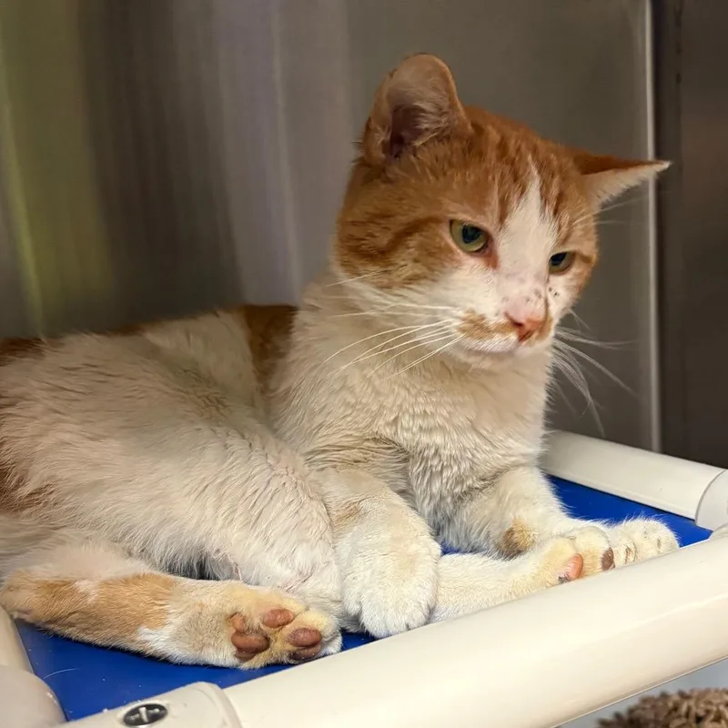 An adult large-sized male Orange / Red Domestic Short Hair cat named Ramen for adoption in Springfield, IL