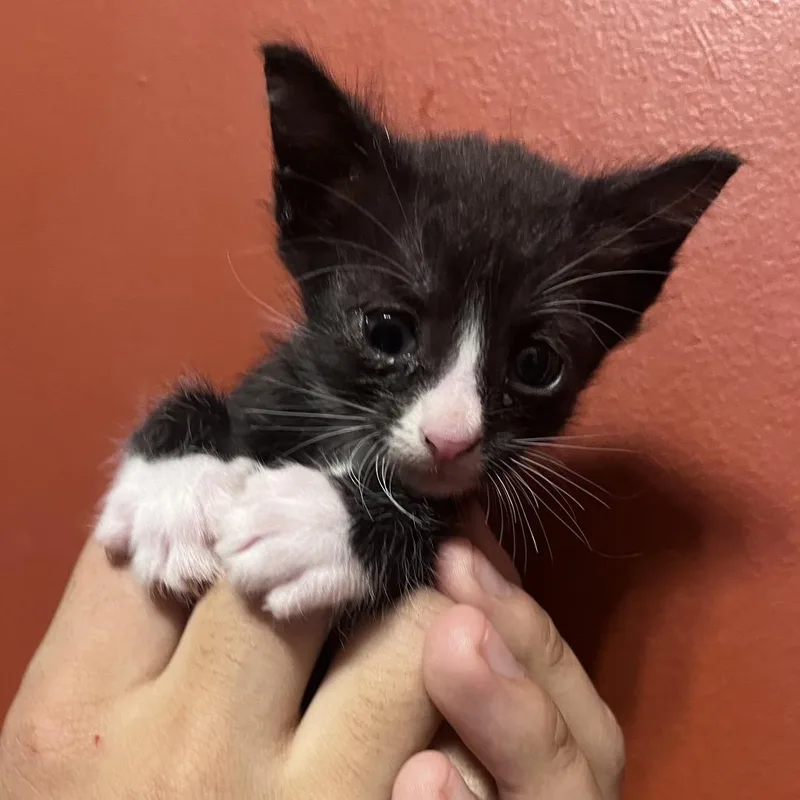 A baby small-sized male Black Domestic Short Hair cat named Goblin King for adoption in Hattiesburg, MS