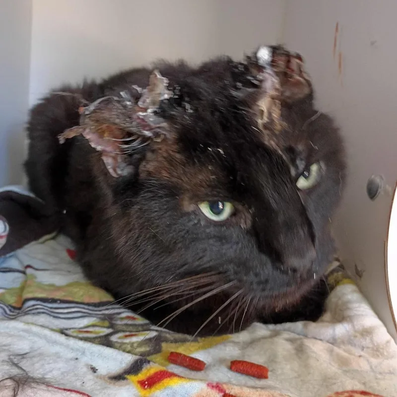 An adult medium-sized male Black Domestic Short Hair cat named Bug for adoption in Kanab, UT