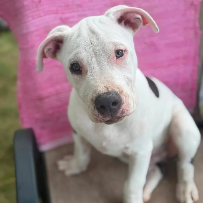 A baby large-sized male White / Cream Pit Bull Terrier dog named Jacques Chewsteau for adoption in Cranston, RI