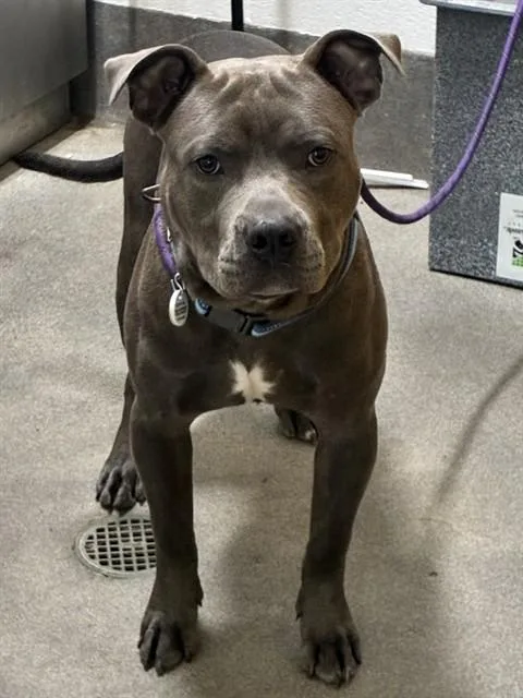 A young large-sized male Pit Bull Terrier dog named Manny for adoption in Upper Marlboro, MD