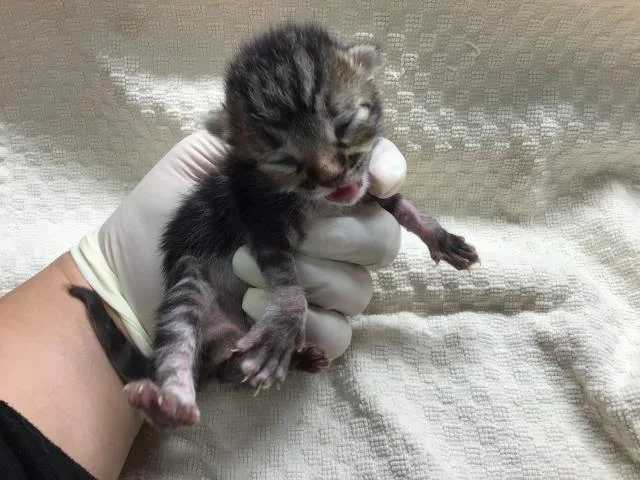 A young small-sized male Domestic Short Hair cat named Andy for adoption in Riverside, CA
