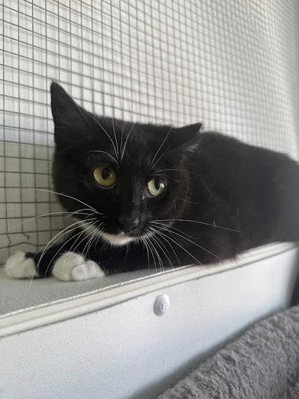 A baby medium-sized female Domestic Short Hair cat named Azalea for adoption in Winona, MN
