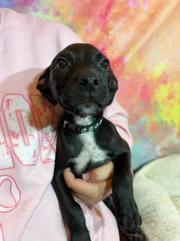 A baby medium-sized female Terrier dog named Fog for adoption in Wintersville, OH
