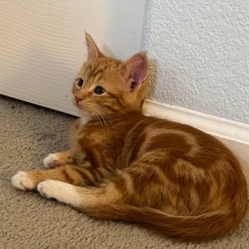 A baby small-sized male Orange / Red Domestic Medium Hair cat named Julius for adoption in Commerce City, CO