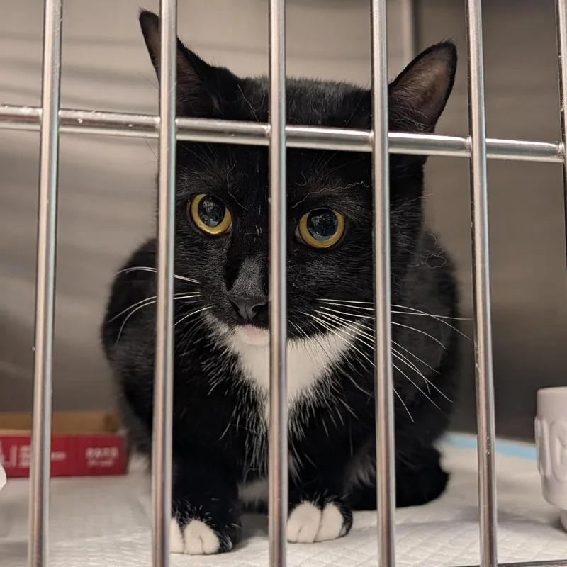 A young extra large-sized female Black Domestic Short Hair cat named Willow for adoption in Clearwater, FL