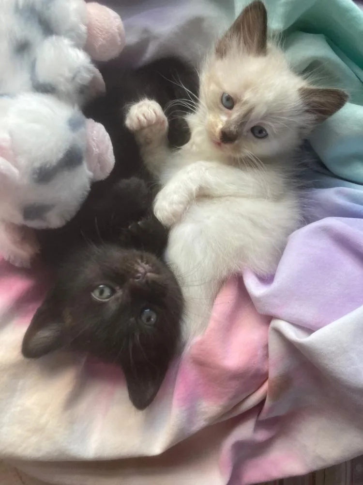 A baby small-sized male Domestic Medium Hair cat named Marsh for adoption in Ferndale, MI