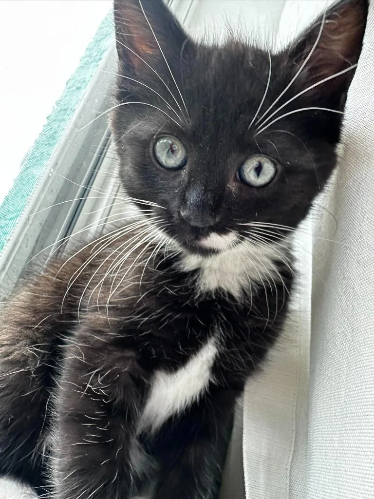 A baby small-sized female Domestic Medium Hair cat named Dahlia for adoption in Sebastian, FL