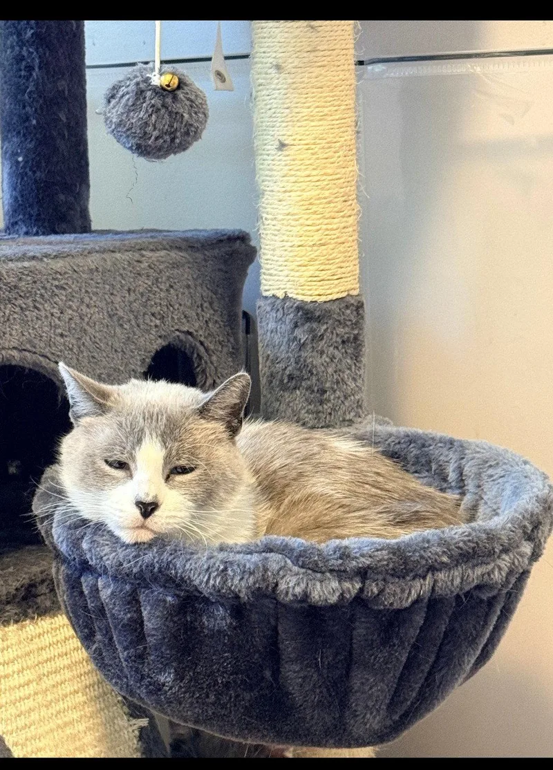 An adult small-sized female Buff / Tan / Fawn Domestic Short Hair cat named Ayla for adoption in Forest Lake, MN