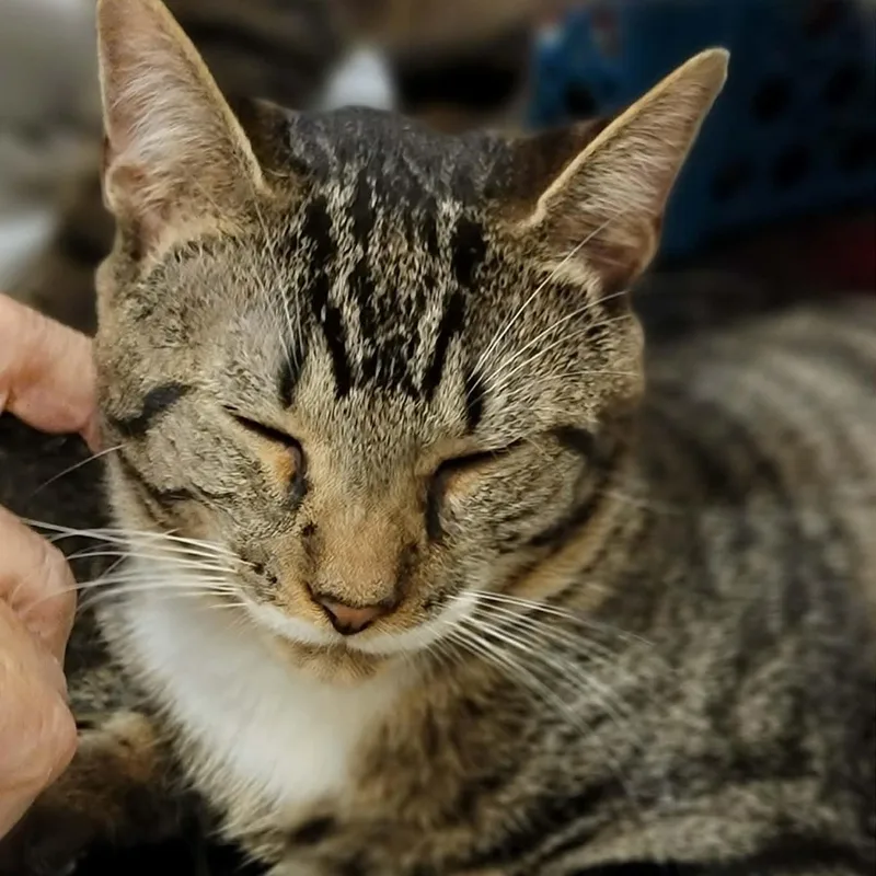 Little Dipper thumbnail 2