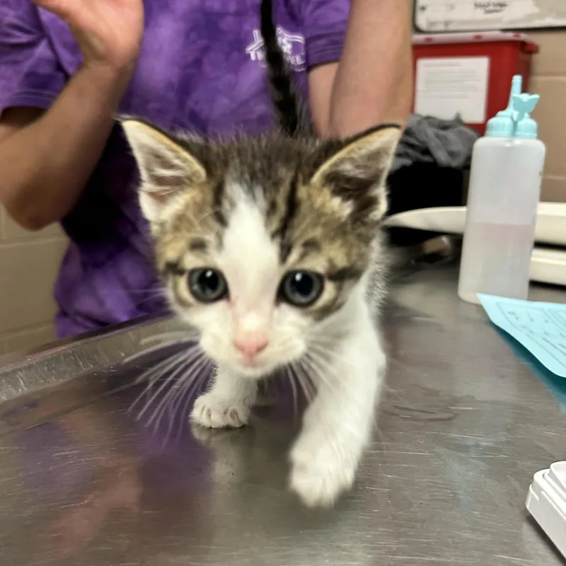 A baby small-sized male Gray / Blue / Silver Domestic Short Hair cat named Ravioli for adoption in Newport, NC