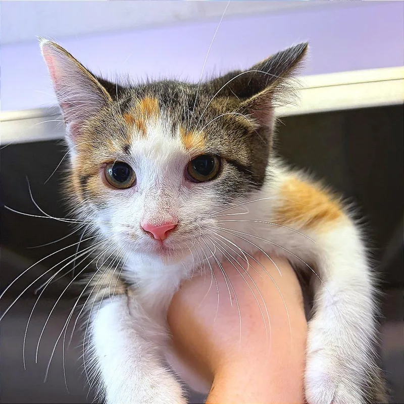 A baby small-sized female Domestic Short Hair cat named Hermione for adoption in Hannibal, MO