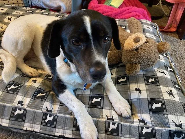 Connolly thumbnail 2