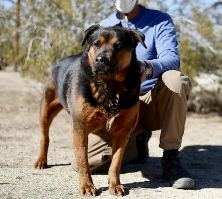 A senior large-sized male Brown / Chocolate Rottweiler dog named Baby for adoption in Littlerock, CA
