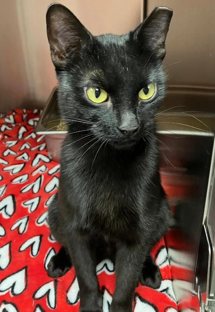 A baby medium-sized female Domestic Short Hair cat named Xray for adoption in Logan, UT