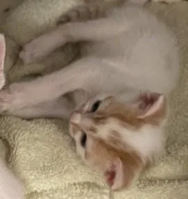 A baby small-sized male Domestic Short Hair cat named Dreamsicle for adoption in Statesville, NC