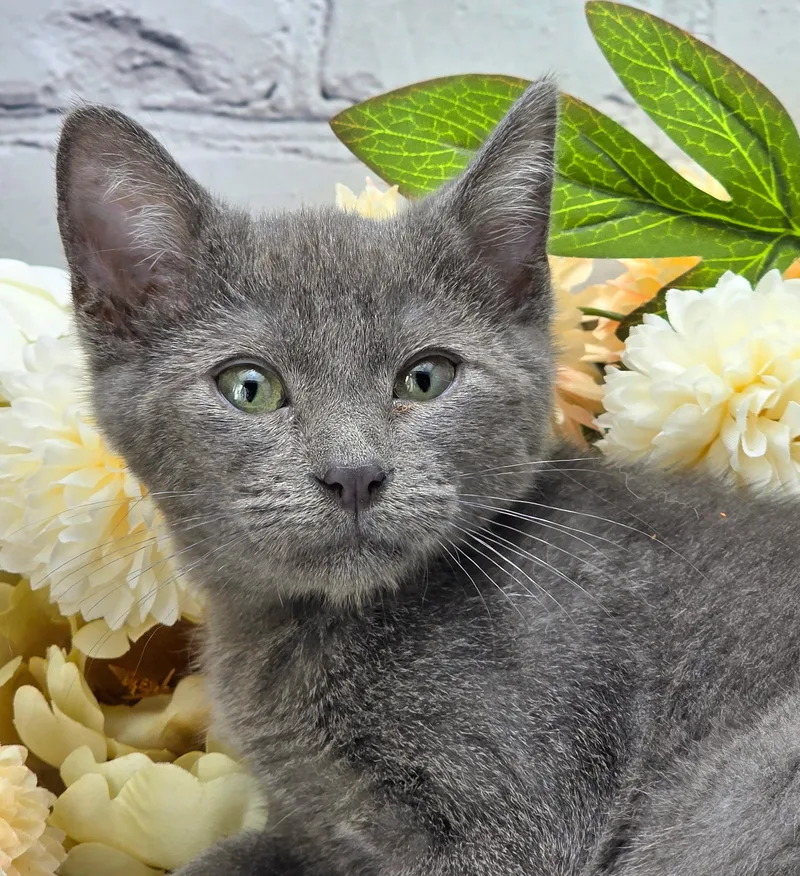 A baby small-sized male Domestic Short Hair cat named Basil The Purrito for adoption in Ocean Springs, MS