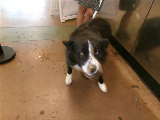 An adult large-sized female Husky dog named Angel for adoption in Van Nuys, CA