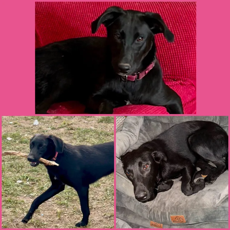 A young medium-sized female Black Labrador Retriever dog named Hazel for adoption in YALE, SD