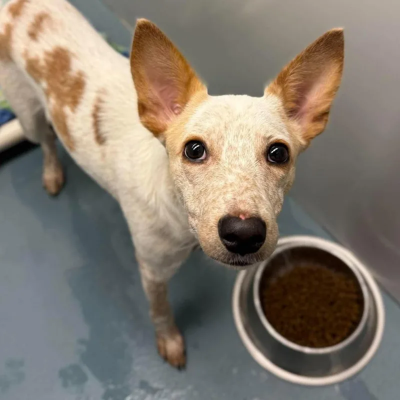 A young small-sized female Cattle Dog dog named Dolly for adoption in Tacoma, WA
