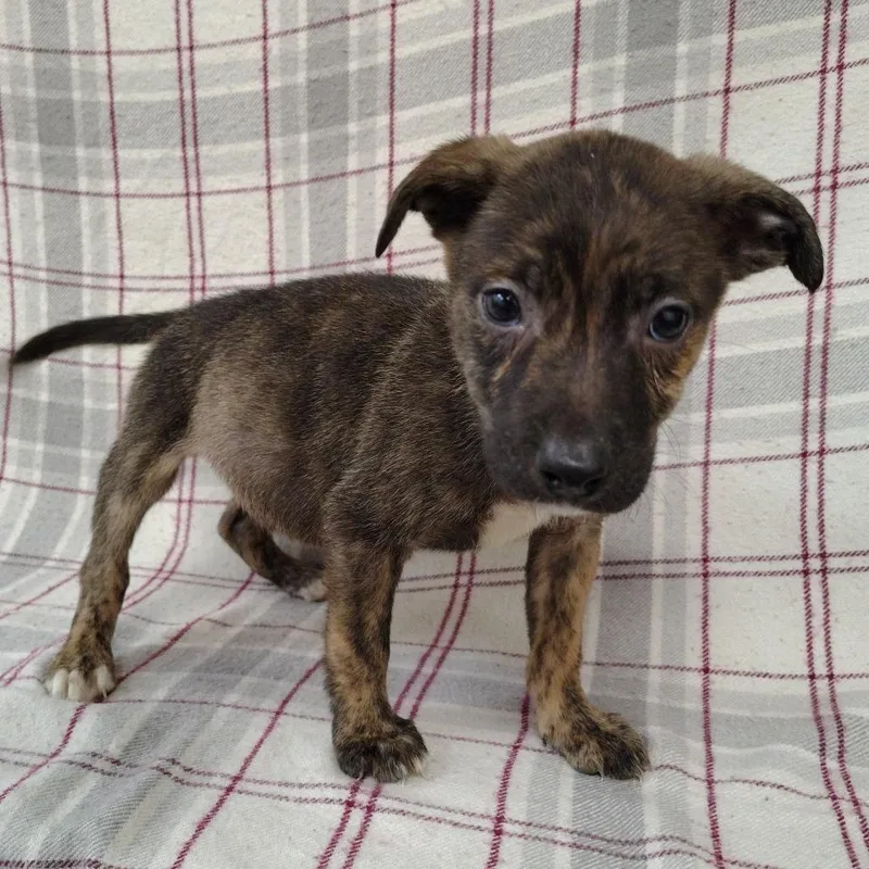 A baby small-sized male Brown / Chocolate Pit Bull Terrier dog named Claus for adoption in Coos Bay, OR