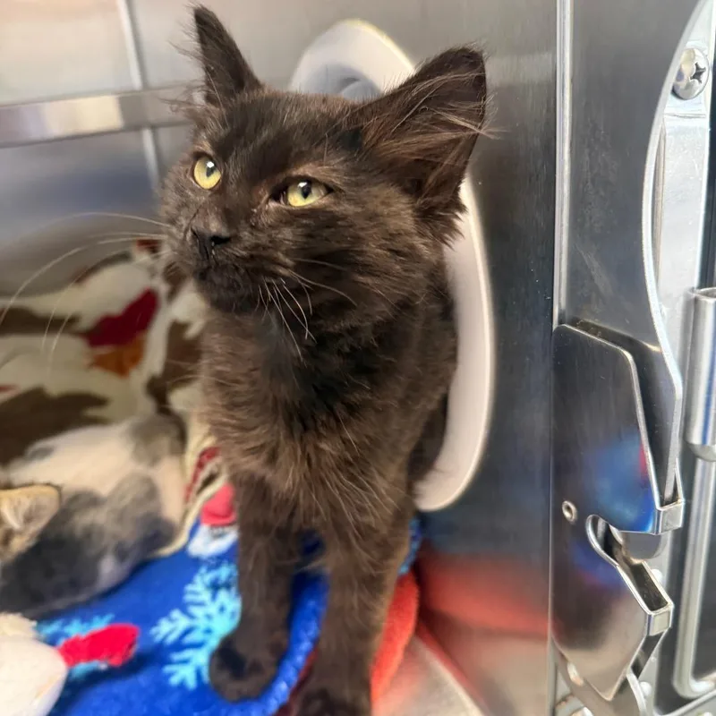 A baby small-sized male Black Domestic Medium Hair cat named Michael for adoption in Fort Bragg, CA