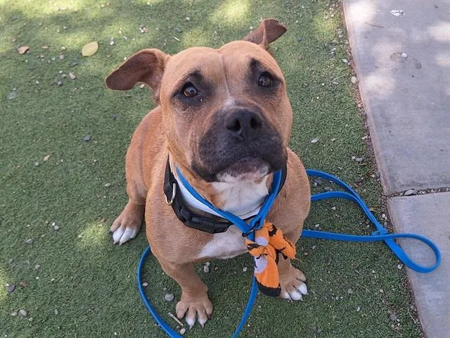 An adult large-sized female Pit Bull Terrier dog named Sweet Potato for adoption in Phoenix, AZ