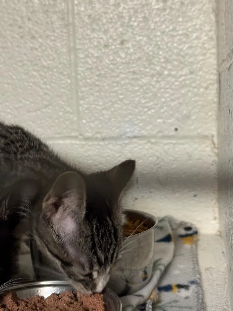 A baby small-sized female Domestic Short Hair cat named Amun Ra for adoption in Ada, OK